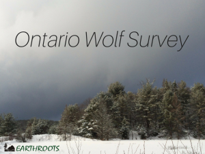 ontario-wolf-survey